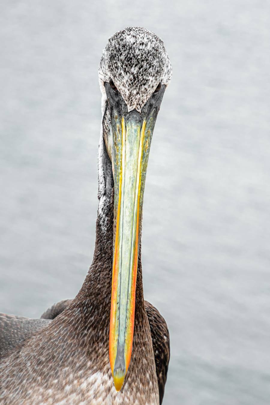 His Majesty the Pelican, Peru